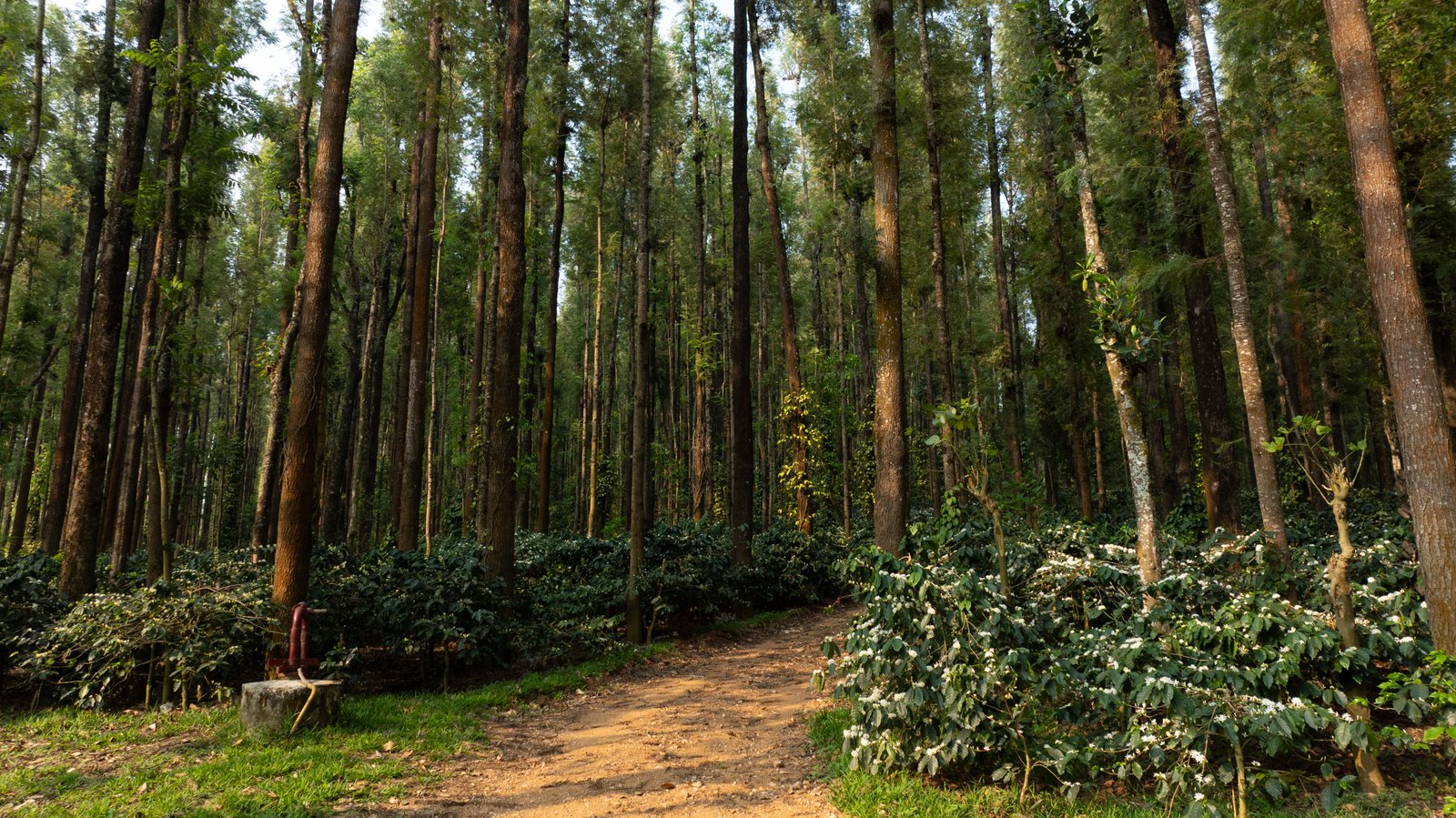 Coffee plantations of Chikkamagaluru