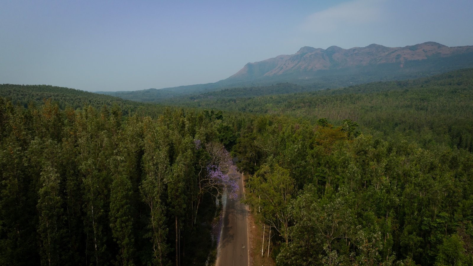 Coffee estates near the project